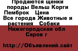 Продаются щенки породы Вельш Корги Пемброк › Цена ­ 40 000 - Все города Животные и растения » Собаки   . Нижегородская обл.,Саров г.
